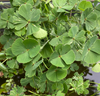 Live Upright Clover (Potted) - Local Pickup Only
