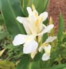 Live Ginger White Butterfly (Potted) - Local Pickup Only