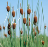 Live Miniature Cattail (Potted) Local Pick up Only