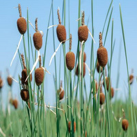 Live Miniature Cattail (Potted) Local Pick up Only
