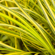 Live Golden Variegated Sweet Flag (Potted) - Local Pickup Only