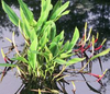 Live Golden Club "Big Red"  (Potted) - Local Pickup Only