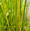 Live Variegated Striped Rush (Potted) - Local Pickup Only