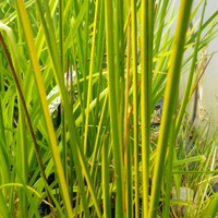 Live Variegated Striped Rush (Potted) - Local Pickup Only