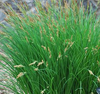 Live Tussock Sedge (Potted) - Local Pickup Only
