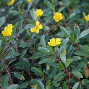 Live Yellow Primrose Creeper (Potted) - Local Pickup Only