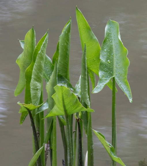 green arrow arum house plant Live Arrow Arum (Potted)