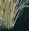 Live Bulrush (Potted) - Local Pickup Only