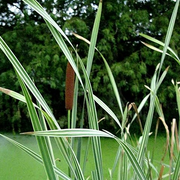 Live Variegated Cattail (Potted) - Local Pickup Only