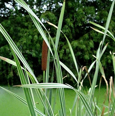 Live Variegated Cattail (Potted) - Local Pickup Only