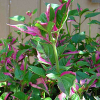 Live Joseph's Coat (Potted) - Local Pickup Only