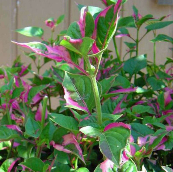 Live Joseph's Coat (Potted) - Local Pickup Only