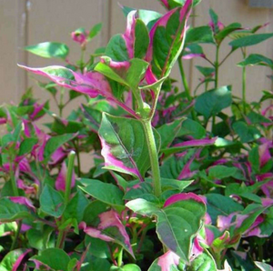 Live Joseph's Coat (Potted) - Local Pickup Only