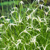 Live Starr Grass (Potted) - Local Pickup Only