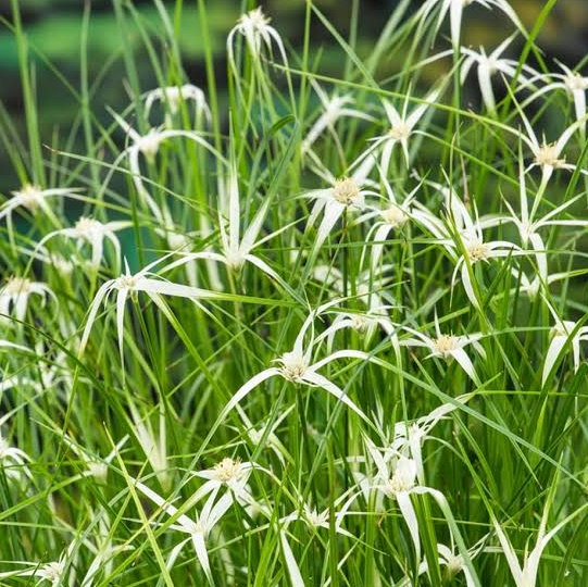Live Starr Grass (Potted) - Local Pickup Only