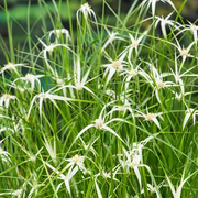 Live Starr Grass (Potted) - Local Pickup Only
