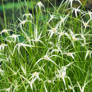 Live Starr Grass (Potted) - Local Pickup Only