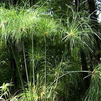 A potted Giant Papyrus plant with tall green foliage, suitable for bog or water garden settings.