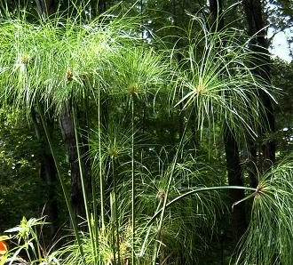 A potted Giant Papyrus plant with tall green foliage, suitable for bog or water garden settings.