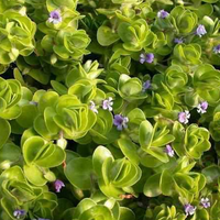 Live Variegated Bocopa (Potted) - Local Pickup Only
