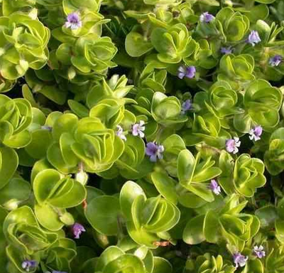 Live Variegated Bocopa (Potted) - Local Pickup Only