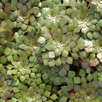 Live Mosaic Plant (Potted) - Local Pickup Only