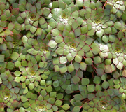 Live Mosaic Plant (Potted) - Local Pickup Only