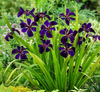 Live Fancy Iris (Potted) - Local Pickup Only