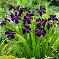 Live Fancy Iris (Potted) - Local Pickup Only