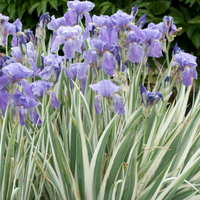 Live Fancy Iris (Potted) - Local Pickup Only