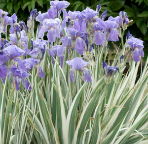 Live Fancy Iris (Potted) - Local Pickup Only