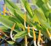 Live Golden Club "Yellow"  (Potted) - Local Pickup Only