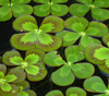 Live Four Leaf Clover (Potted) - Local Pickup Only