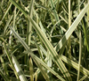 Live Variegated Manna Grass (Potted) - Local Pickup Only