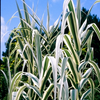Live Variegated Giant Reed Grass (Potted) - Local Pickup Only