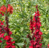 Live Lobelia Cardinal (Potted) - Local Pickup Only