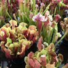 Live Carnivorous Pitcher Plants/Sundews "Sarracenia or Drosera" (Potted) - Local Pickup Only