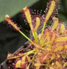 Live Carnivorous Pitcher Plants/Sundews "Sarracenia or Drosera" (Potted) - Local Pickup Only