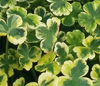 Live Pennywort "Crystal Ball"  (Potted) - Local Pickup Only