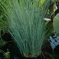 Live Blue Arrow Rush (Potted) - Local Pick up Only