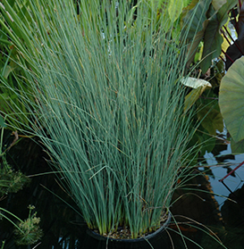 Live Blue Arrow Rush (Potted) - Local Pick up Only