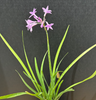 Live Society Garlic (Potted) - Local Pickup Only