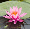 Live Water Lily, Various Colors Hardy (Potted) - Local Pickup Only