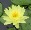 Live Water Lily, Various Colors Hardy (Potted) - Local Pickup Only