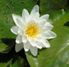 Live Water Lily, Various Colors Hardy (Potted) - Local Pickup Only