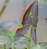 Live Broadleaf Arrowhead (Potted) - Local Pickup Only