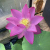 Live Lotus Nelumbo (Assorted)