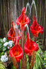 Red glass sculptures resembling flowers with water flowing through them in a garden setting.