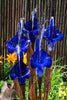 Blue glass sculpture with water feature against a bamboo background