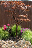 A small ornamental tree with reddish-brown leaves planted in a landscaped garden bed with green grasses, pink and purple flowers, and a dark brown wooden fence behind it.